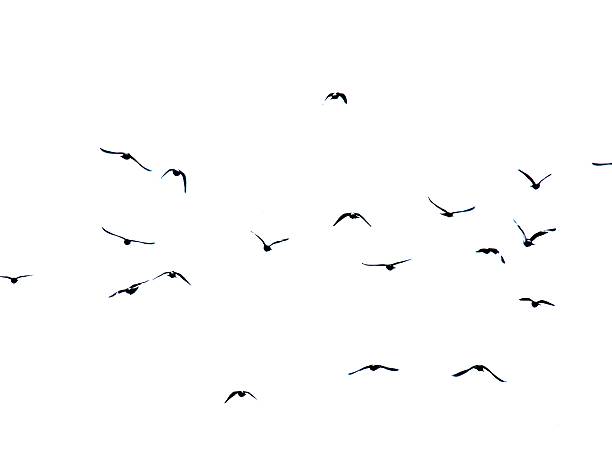 istock Silhouette of flying pigeons on white background 522635460