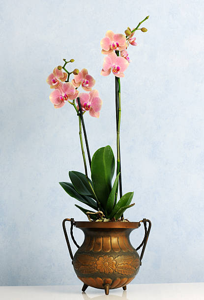 istock pot with pink orchid 522635740