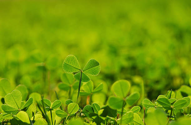 istock Spring clover leaves in green grass 522637660