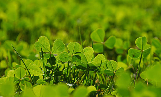 istock Spring clover leaves in green grass 522637702
