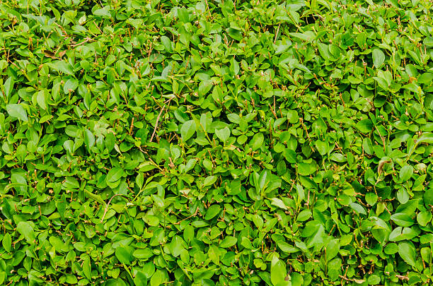 istock Hedge of evergreen 522639868