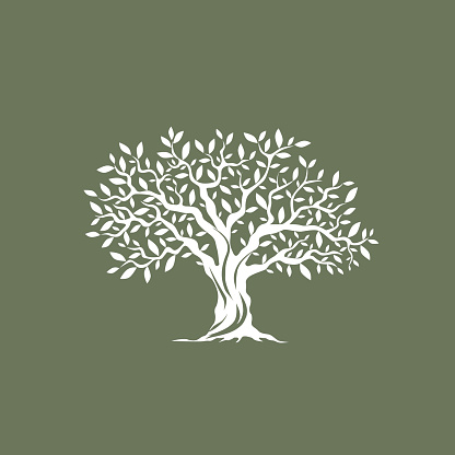 Beautiful magnificent olive tree silhouette on grey background. Infographic modern vector sign. 