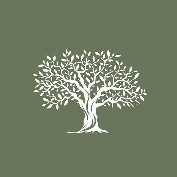 magnificent olive tree Beautiful magnificent olive tree silhouette on grey background. Infographic modern vector sign.  olive stock illustrations