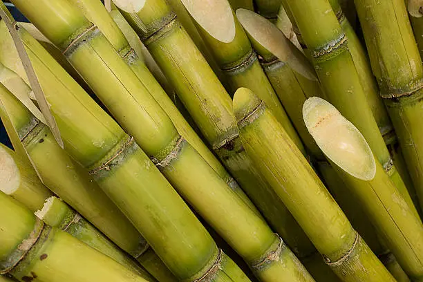 Stalks of sugarcane prepared for producing juice