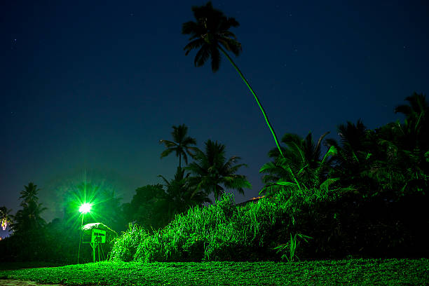 istock Ocean beach at the night with palms 522640710