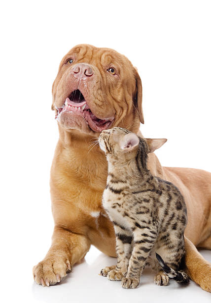 Dogue de Bordeaux (French mastiff) and Bengal cat (Prionailurus bengalensis). Dogue de Bordeaux (French mastiff) and Bengal cat (Prionailurus bengalensis). isolated on white background prionailurus bengalensis stock pictures, royalty-free photos & images
