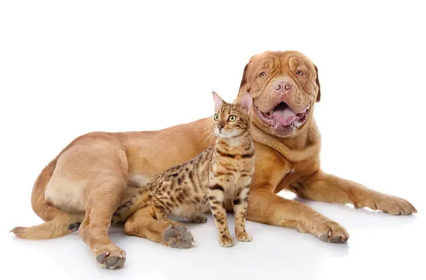 Dogue de Bordeaux (French mastiff) and Bengal cat (Prionailurus bengalensis) lying together. isolated on white background