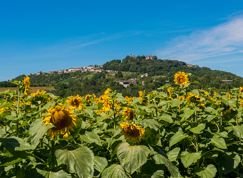 Hill of Sancerre with sunflowers in France