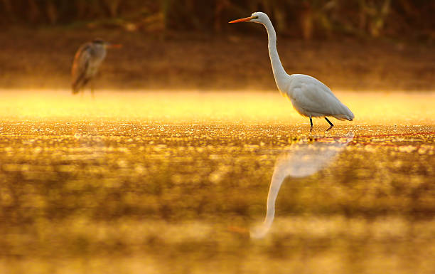 istock Great egret in misty morning 522642606