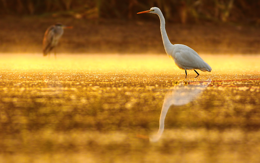 great egret in lake at sunrise time