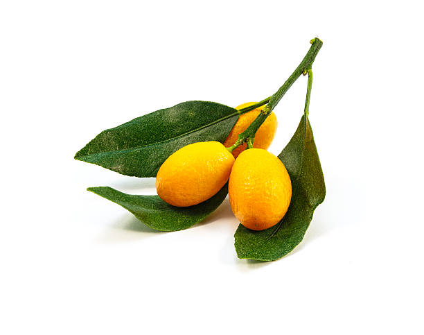 naranja china ramas sobre un fondo blanco - kumquat fotografías e imágenes de stock