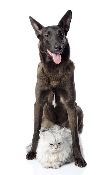 istock black dog protects a cat.  looking at camera. 522644166