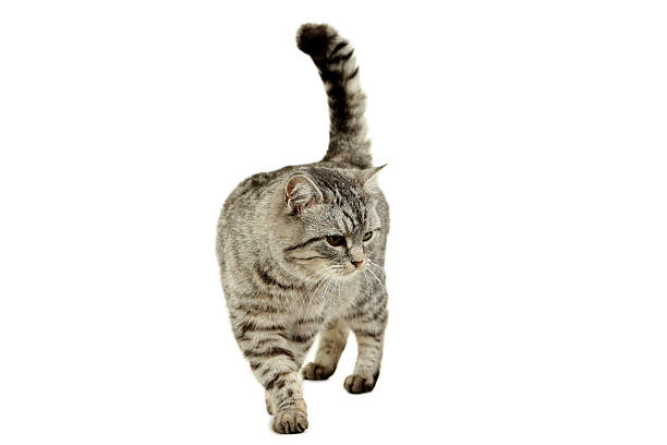 istock Beautiful cat isolated on a white 522644756