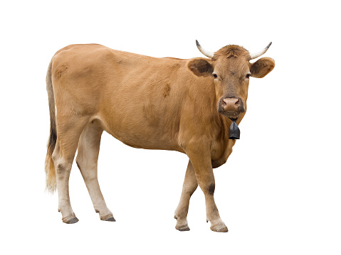 Isolated cow