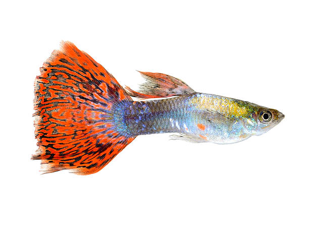 istock guppy fish isolated on white background 522646457