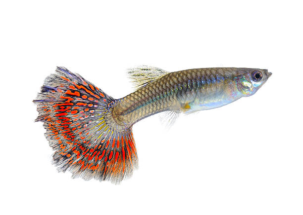 istock Female guppy isolated on white background 522646627