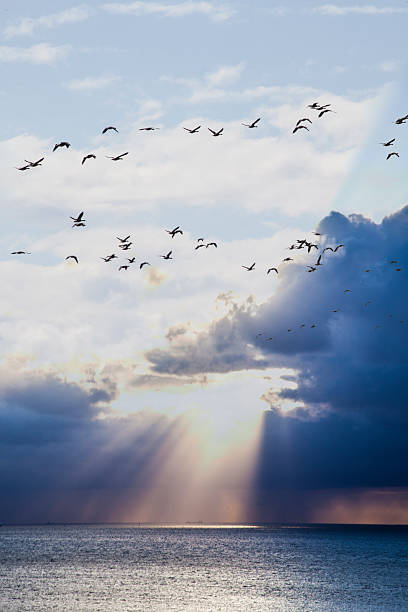 istock birds flying over the sunset on the sea 522646645