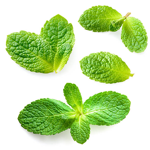 hojas de menta fresca aislados sobre fondo blanco.  colección - mint leaf peppermint spearmint fotografías e imágenes de stock