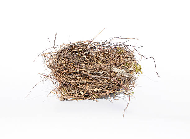 istock Close up on Empty Bird Nest Isolated on White Background 522647586