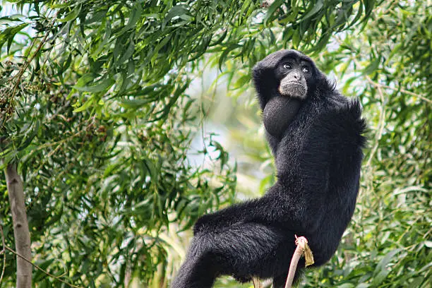The siamang (Symphalangus syndactylus) is a tailless, arboreal, black-furred gibbon native to the forests of Malaysia, Thailand, and Sumatra. The largest of the lesser apes, the siamang can be twice the size of other gibbons, reaching 1 m in height, and weighing up to 14 kg. The siamang is the only species in the genus Symphalangus.