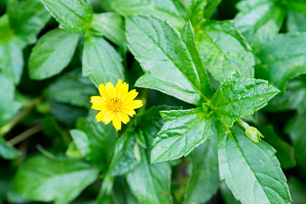 istock Spring background with beautiful yellow flowers 522648542