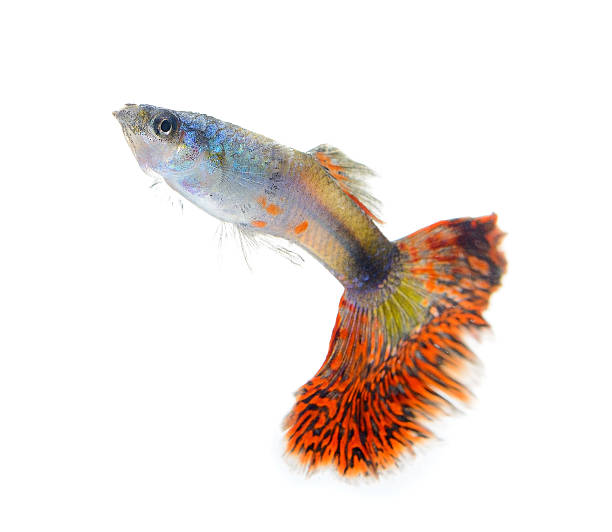 istock guppy fish isolated on white background 522648681