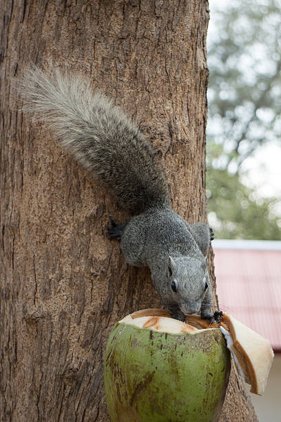 istock Squirrel eating coconut tied at the tree 522648872