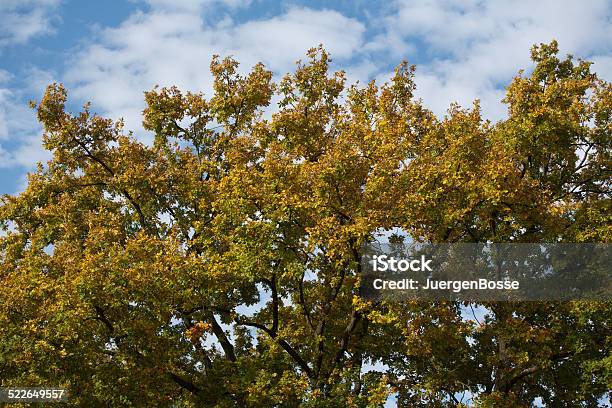 Alte Eiche Stockfoto und mehr Bilder von Blatt - Pflanzenbestandteile - Blatt - Pflanzenbestandteile, Bunt - Farbton, Eiche