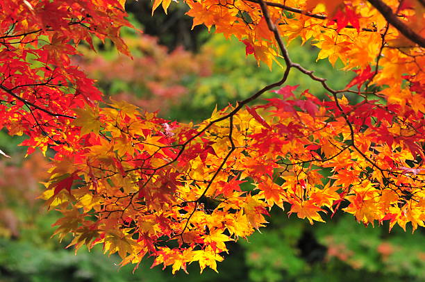 istock Autumn Colors in Northern Japan 522649587