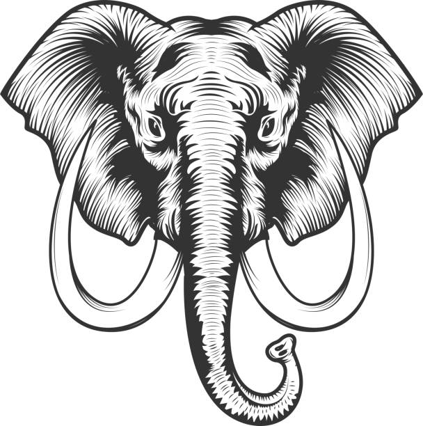 illustrazioni stock, clip art, cartoni animati e icone di tendenza di elefante testa illustrazione. - zanna