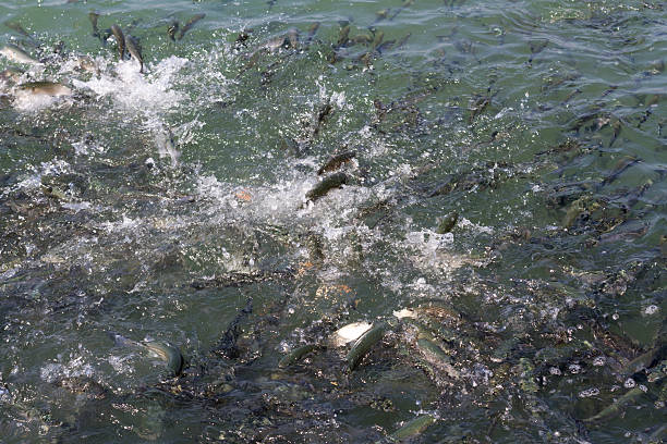 istock Carp feeding frenzy 522649880