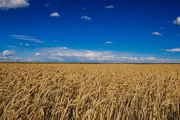 Scenic fields of golden summer wheat in Southern Alberta Canada