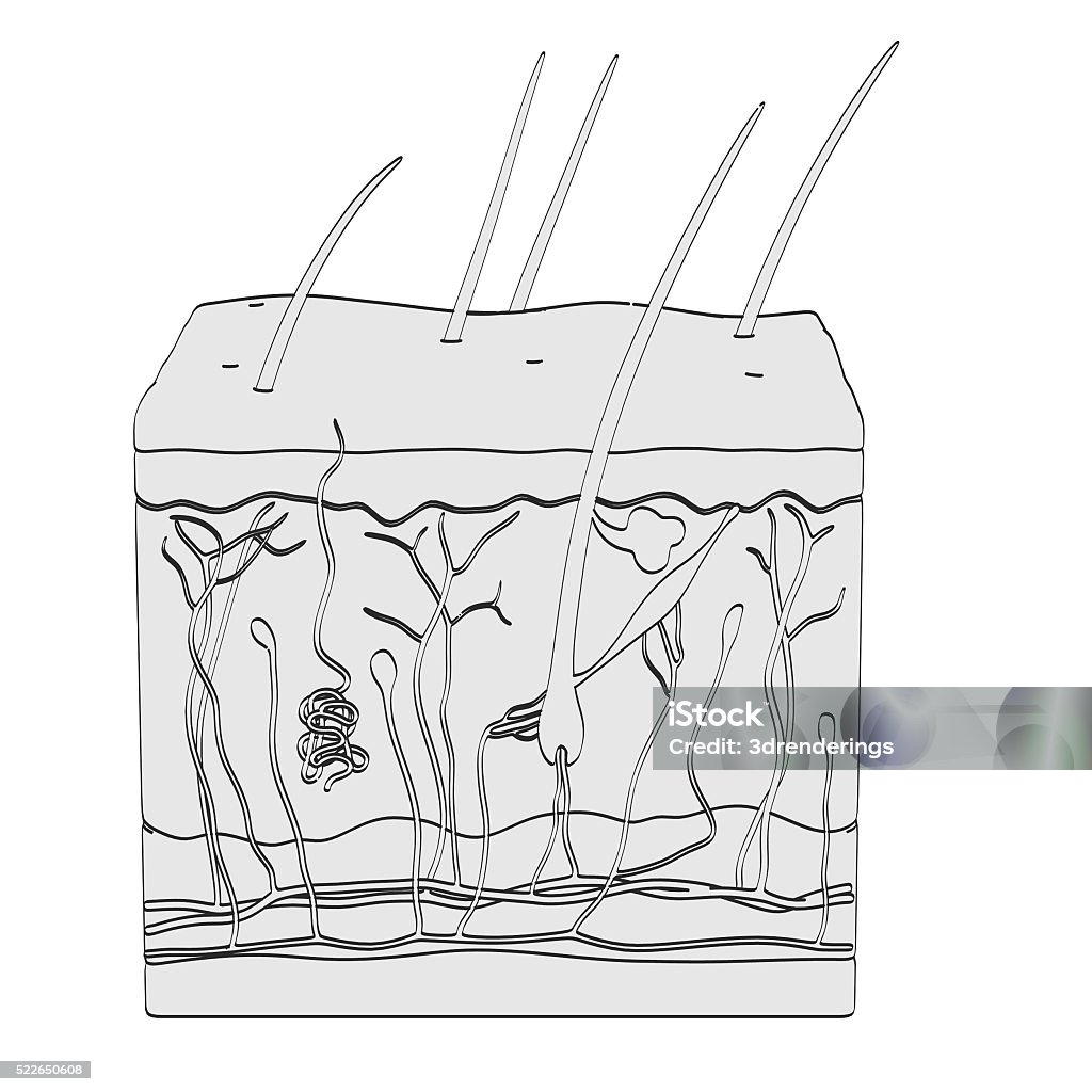 Anatomía de la piel - Foto de stock de Anatomía libre de derechos