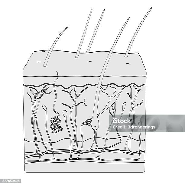 Anatomía De La Piel Foto de stock y más banco de imágenes de Anatomía - Anatomía, Asistencia sanitaria y medicina, Cabello humano