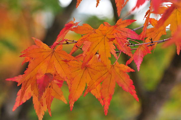 istock Autumn Colors in Northern Japan 522650989