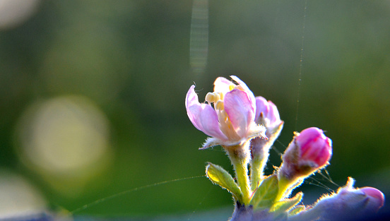 Macro picture of an apple blossom in april