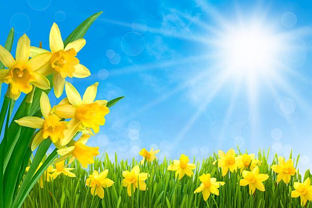 jonquilles contre ciel bleu - spring daffodil flower sky photos et images de collection