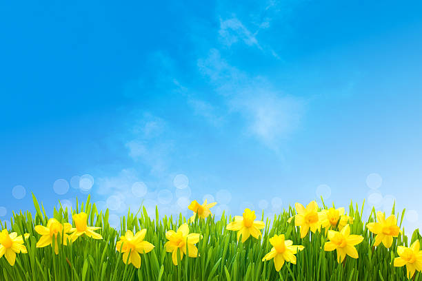 jonquilles contre ciel bleu - daffodil spring flower blue photos et images de collection
