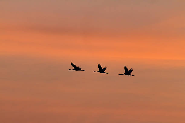 istock Flock of Common Cranes flying, Germany 522670063