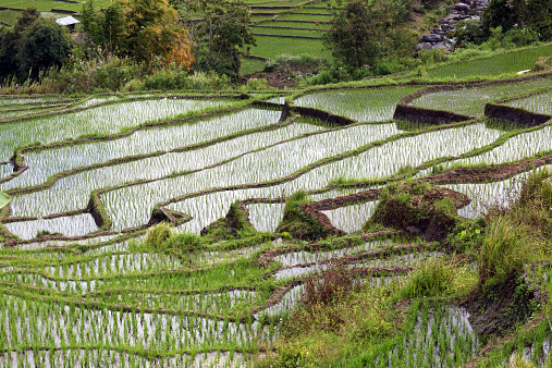 Indonesia: La agricultura cerca de Bajawa terraza photo