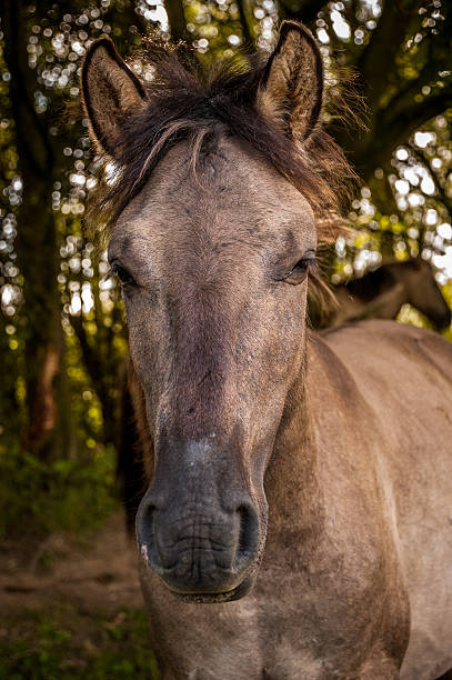 istock Horse portrait 522671045