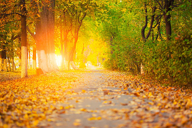 istock Colorful foliage in the autumn park 522671287