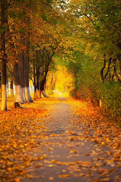 istock Colorful foliage in the autumn park 522671293