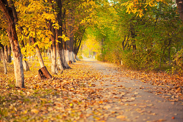 istock Colorful foliage in the autumn park 522671301