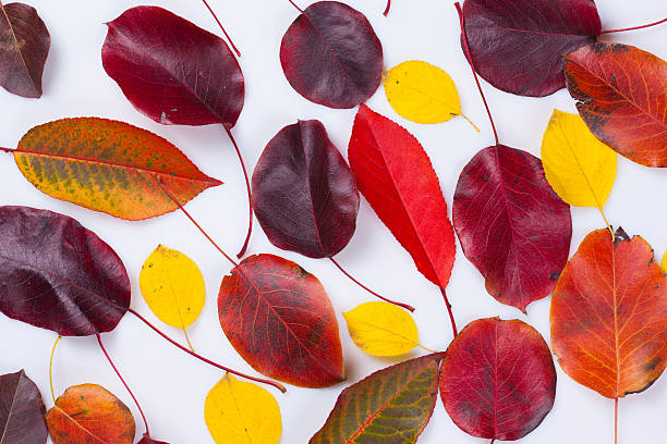 istock collection beautiful colorful autumn leaves 522671459