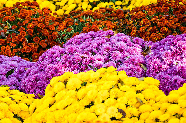 istock Amazing flowers at a parisian garden 522671961