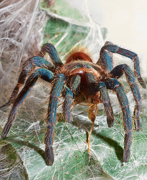 istock Spider tarantula Chromatopelma cyaneopubescens get dinner on her web macro 522673091