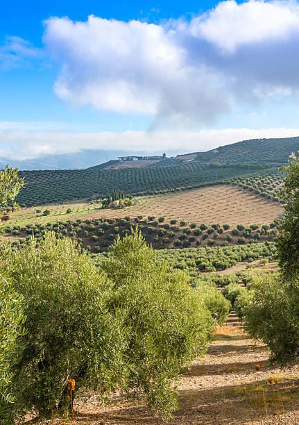 istock View of Olive Trees near Cazorla 522673329