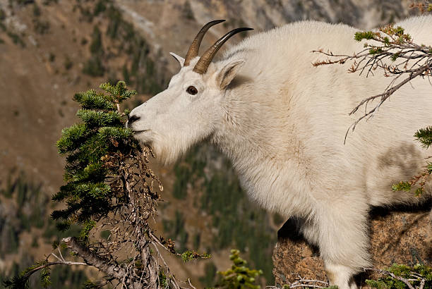 Mountain Goat Feeding on Fir Boughs The Mountain Goat (Oreamnos americanus), also known as the Rocky Mountain Goat, is a large-hoofed ungulate found only in North America. A subalpine to alpine species, it is a sure-footed climber commonly seen on cliffs and in meadows. This mountain goat was photographed near Ingalls Pass in the Alpine Lakes Wilderness of Washington State, USA. jeff goulden alpine lakes wilderness stock pictures, royalty-free photos & images