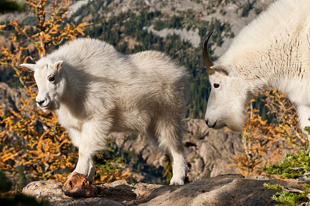 Mountain Goat Kid and Nanny The Mountain Goat (Oreamnos americanus), also known as the Rocky Mountain Goat, is a large-hoofed ungulate found only in North America. A subalpine to alpine species, it is a sure-footed climber commonly seen on cliffs and in meadows. This mountain goat kid and nanny were posing on top of a boulder near Ingalls Pass in the Alpine Lakes Wilderness of Washington State, USA. jeff goulden alpine lakes wilderness stock pictures, royalty-free photos & images